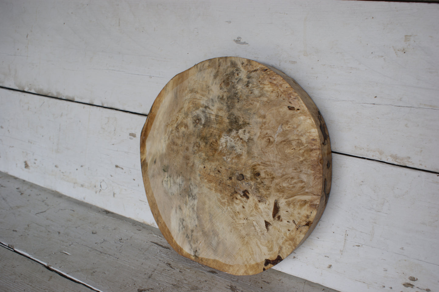 Burr Horse Chestnut wood turning blank 13 W x 2 D Inches (405))
