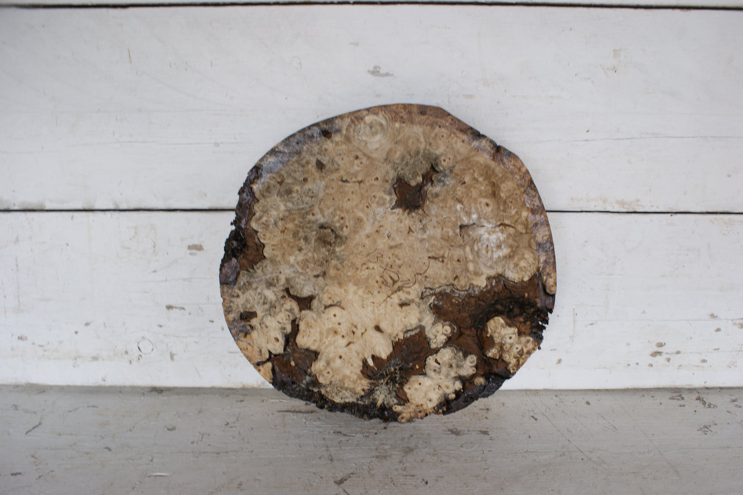 Burr Horse Chestnut wood turning blank 13 W x 3 D Inches (406)