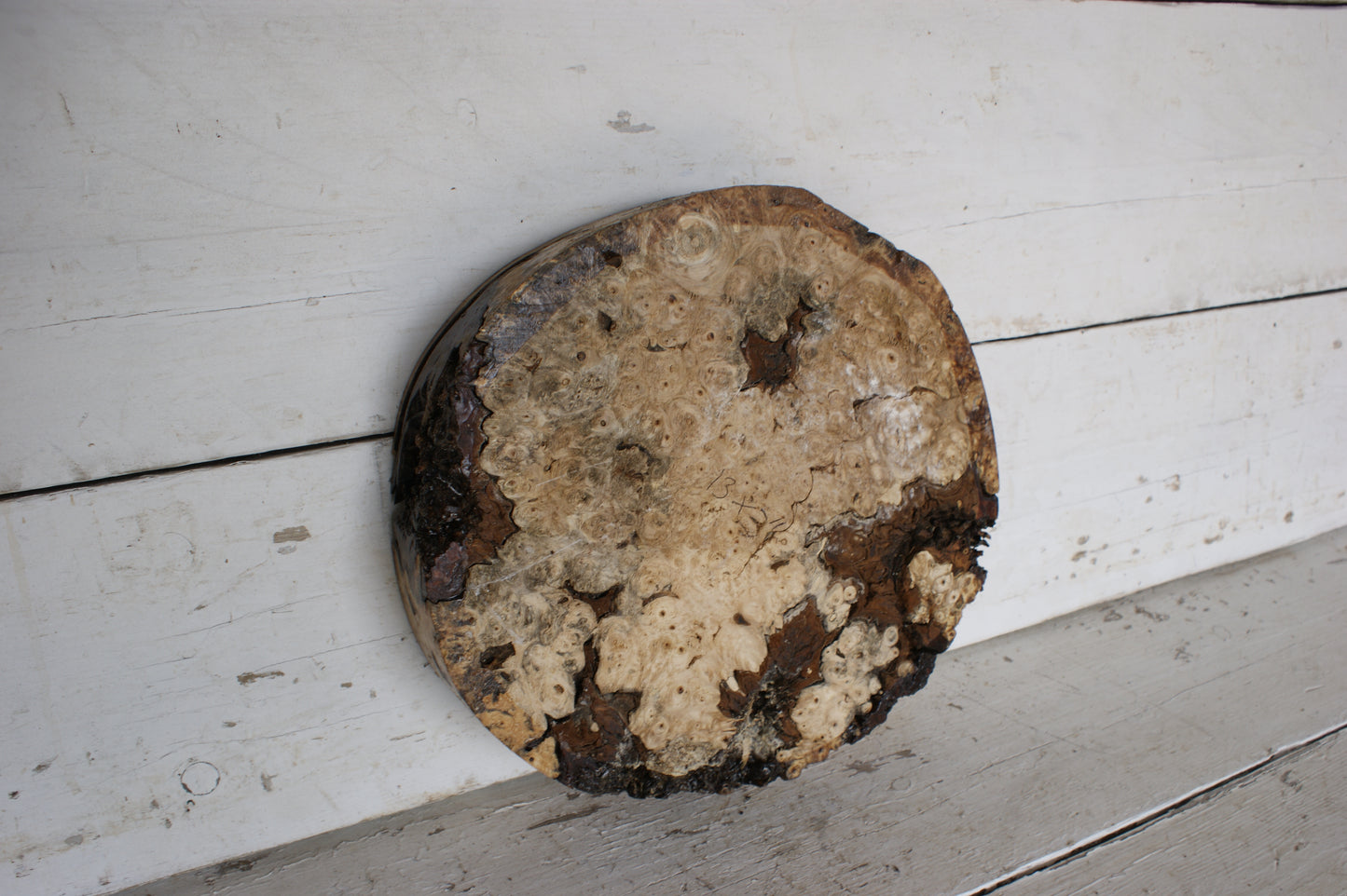 Burr Horse Chestnut wood turning blank 13 W x 3 D Inches (406)