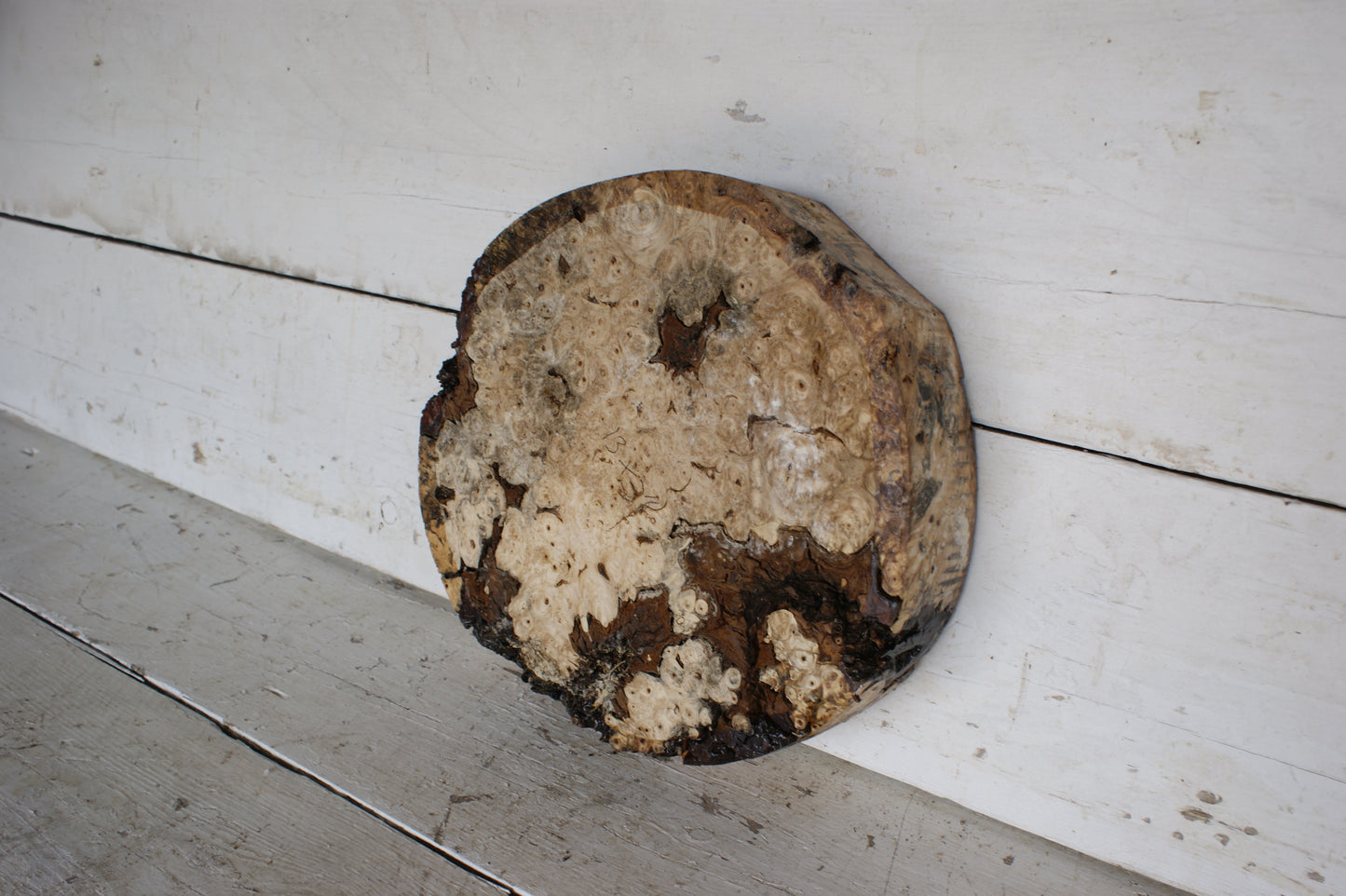 Burr Horse Chestnut wood turning blank 13 W x 3 D Inches (406)