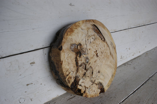 Burr Horse Chestnut wood turning blank 13 W x1 3/4 D Inches (409)