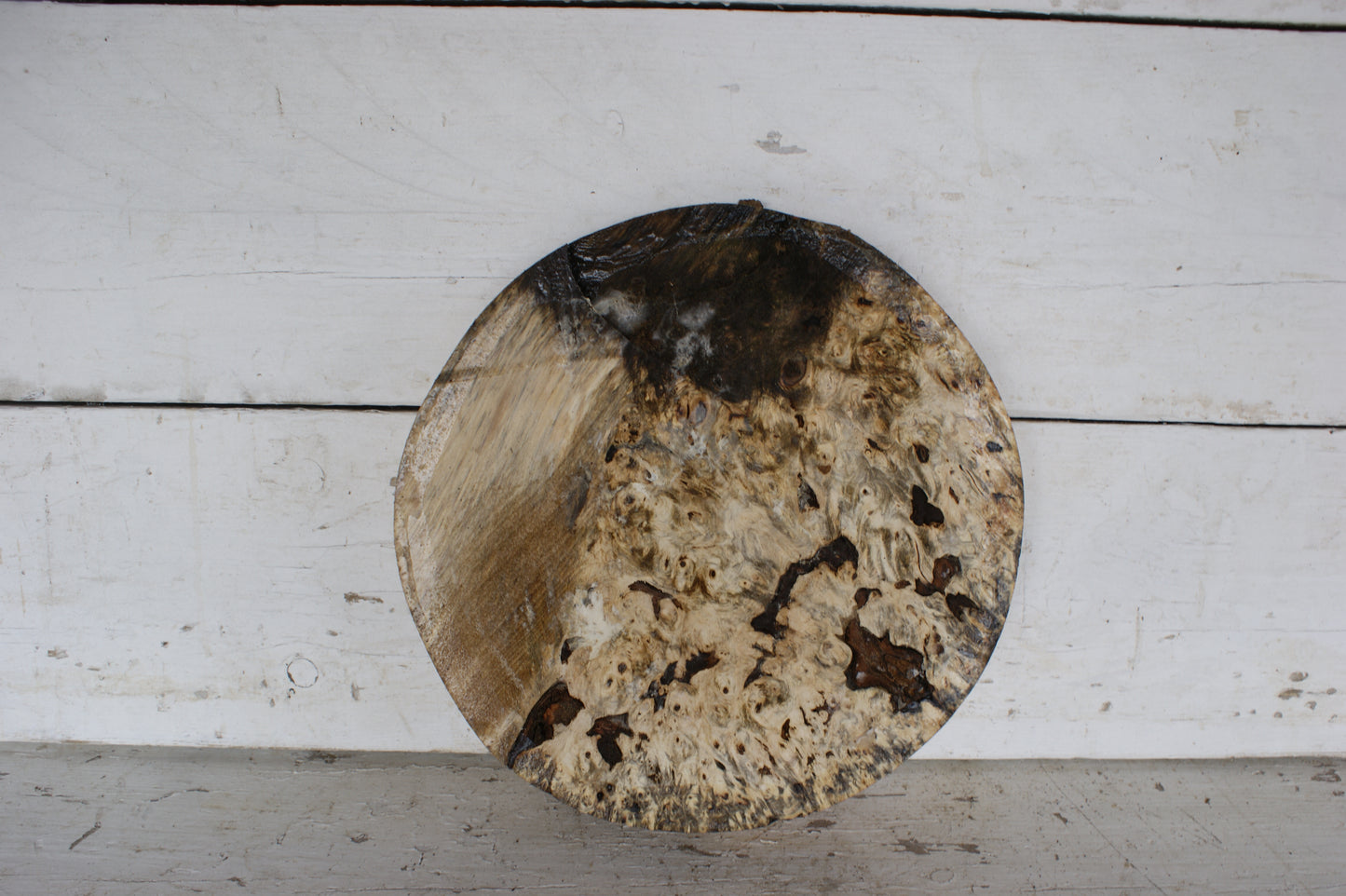 Burr Horse Chestnut wood turning blank 13 W x1 3/4 D Inches (409)