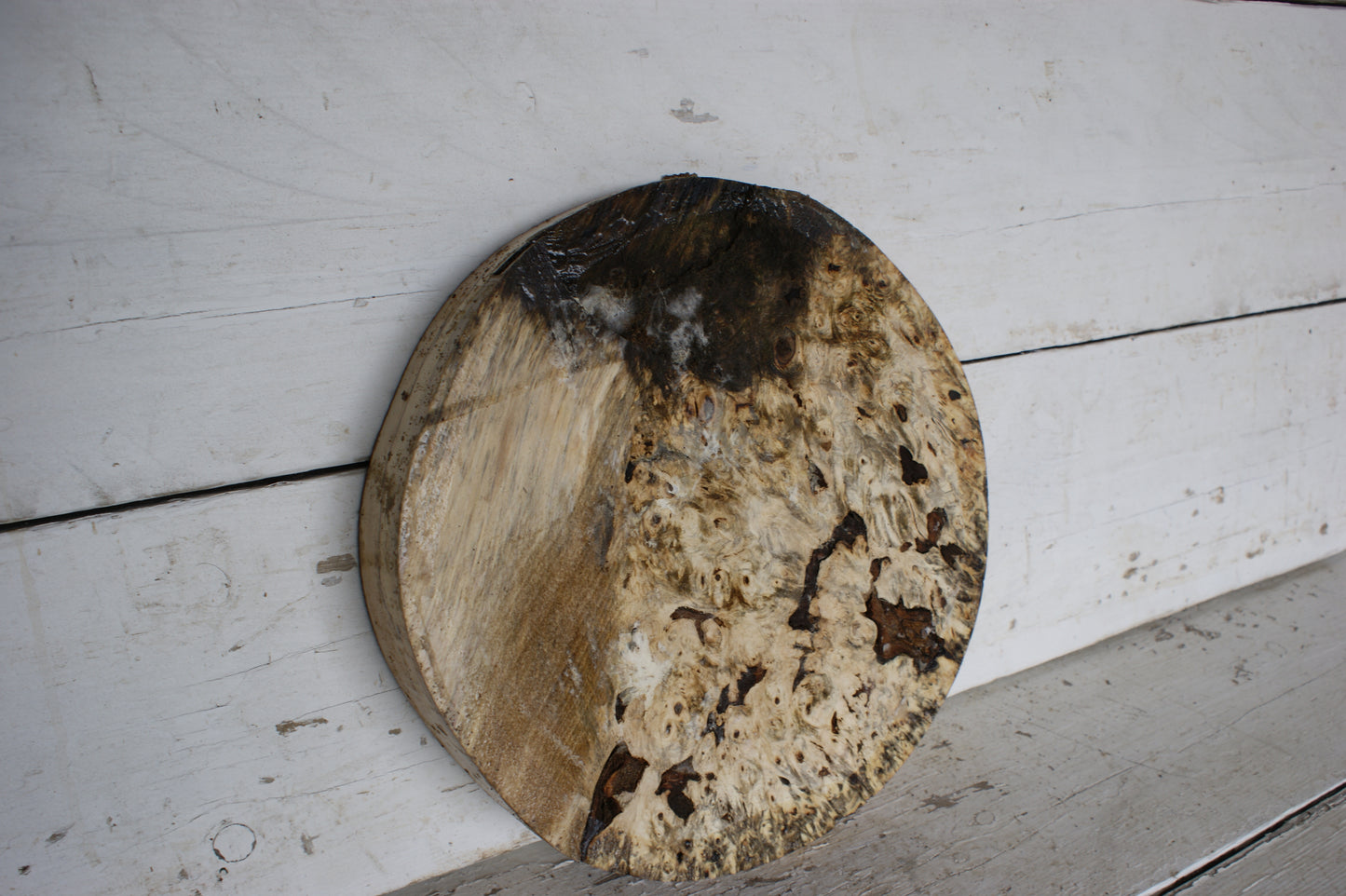 Burr Horse Chestnut wood turning blank 13 W x1 3/4 D Inches (409)
