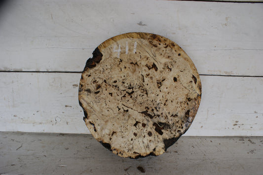 Burr Horse Chestnut wood turning blank 13 W x 3 D Inches (411)