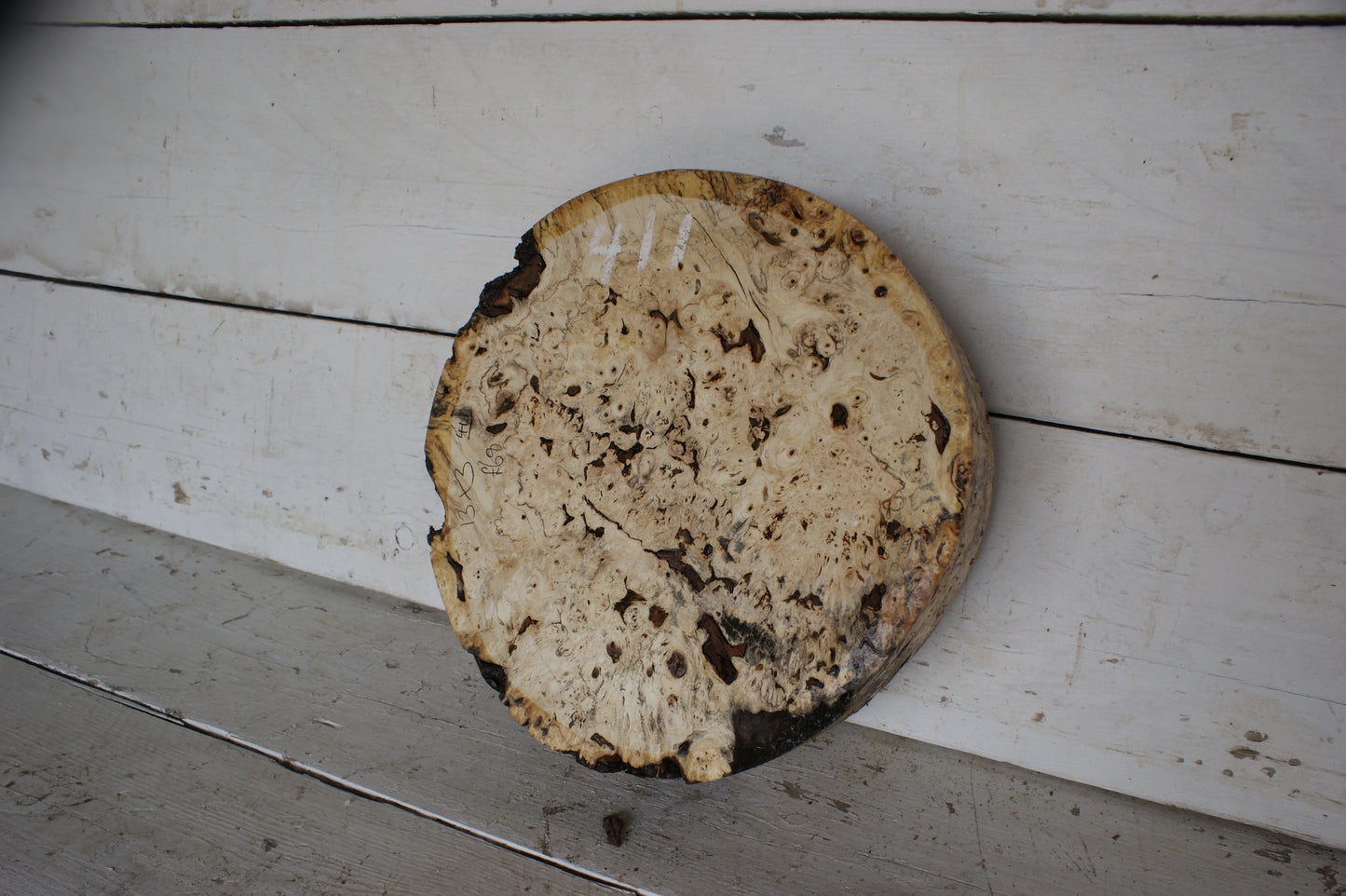 Burr Horse Chestnut wood turning blank 13 W x 3 D Inches (411)