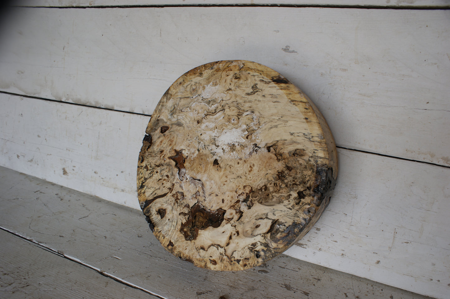 Burr Horse Chestnut wood turning blank 13 W x 3 D Inches (411)