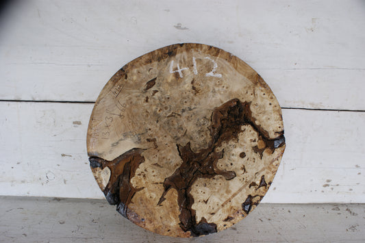 Burr Horse Chestnut wood turning blank 13 W x 3 D Inches (412)