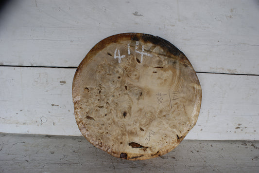 Burr Horse Chestnut wood turning blank 13 W x 2 D Inches (414)