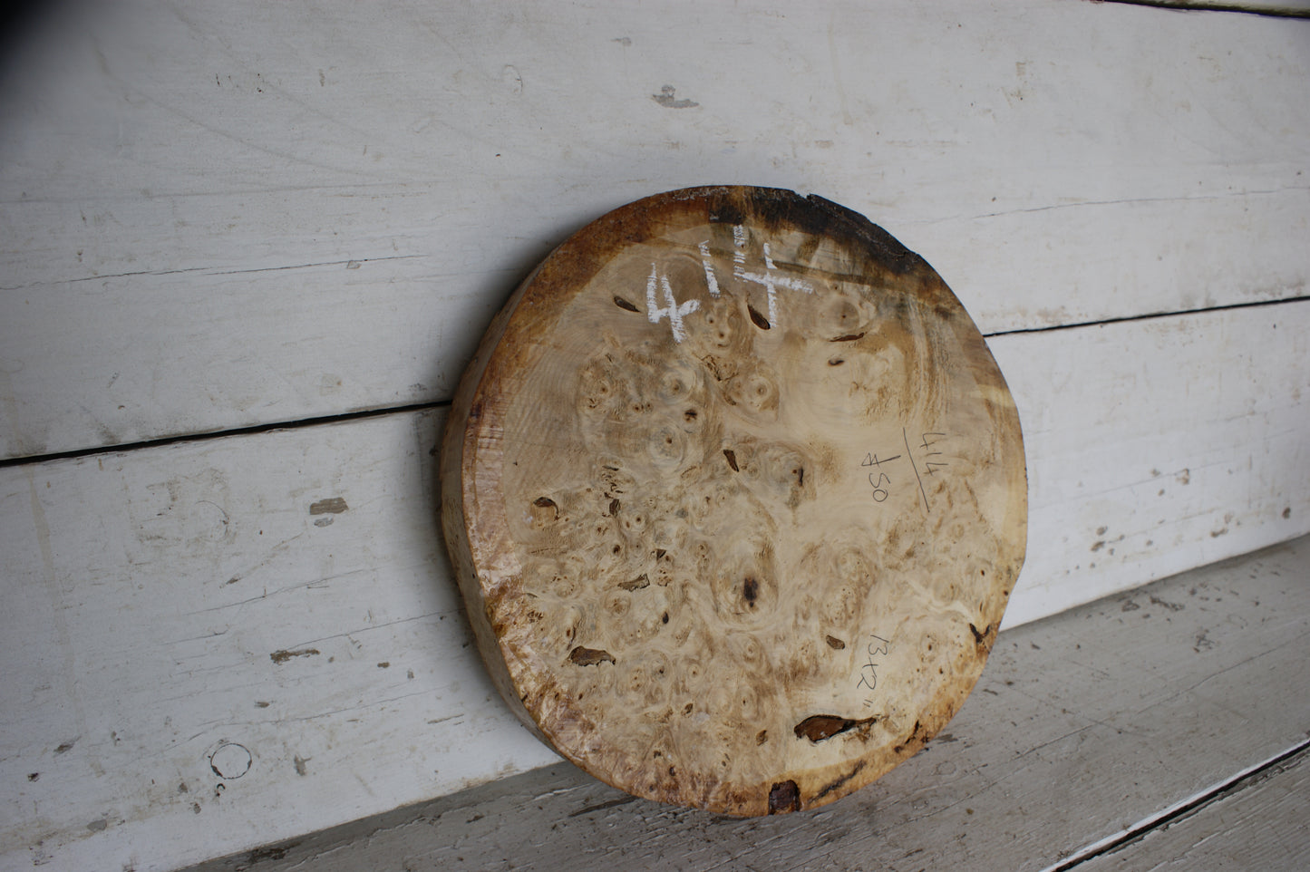 Burr Horse Chestnut wood turning blank 13 W x 2 D Inches (414)