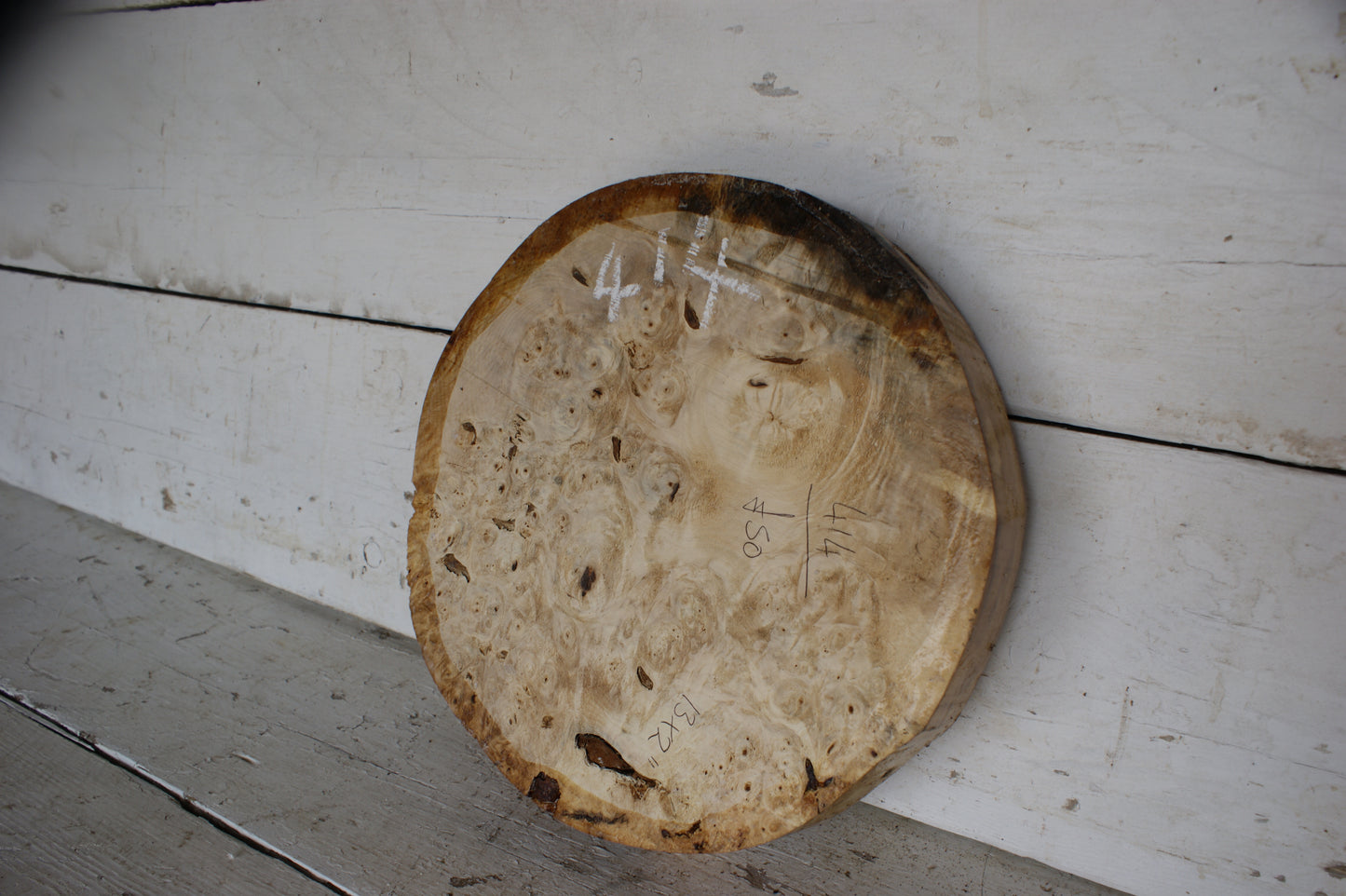 Burr Horse Chestnut wood turning blank 13 W x 2 D Inches (414)