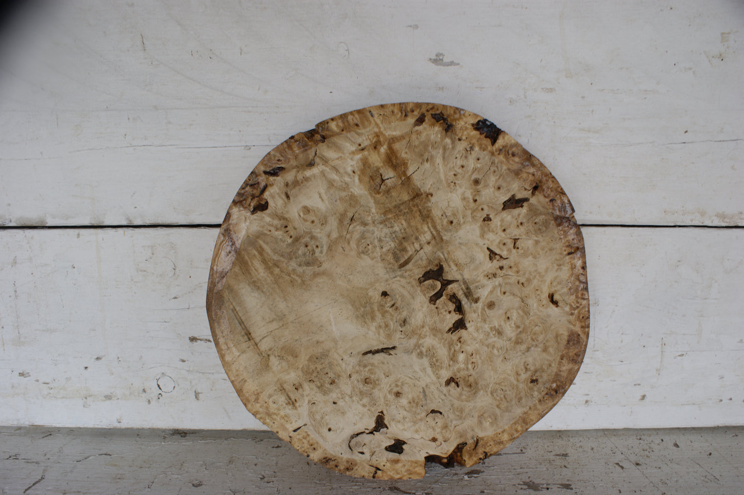 Burr Horse Chestnut wood turning blank 13 W x 2 D Inches (414)