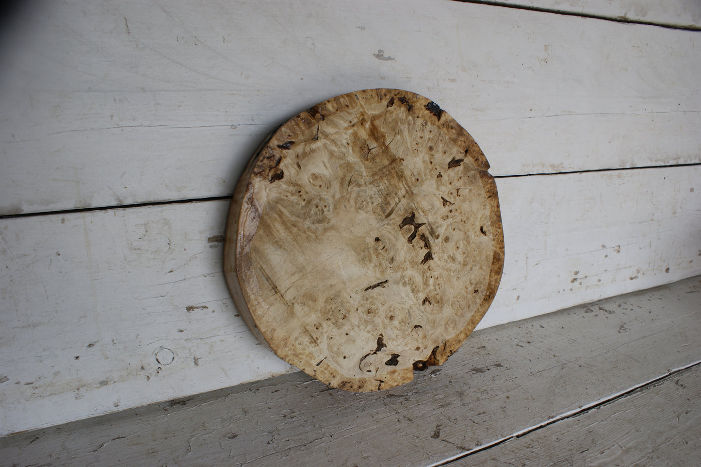 Burr Horse Chestnut wood turning blank 13 W x 2 D Inches (414)