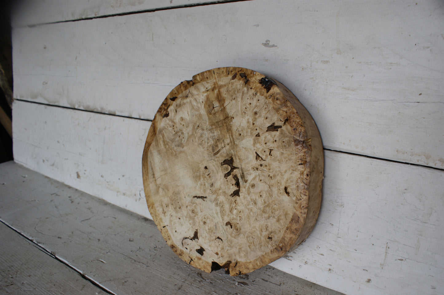Burr Horse Chestnut wood turning blank 13 W x 2 D Inches (414)