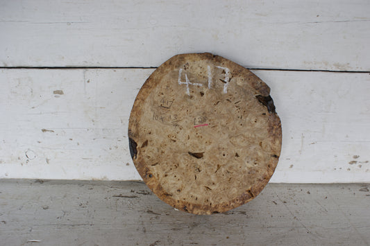 Burr Horse Chestnut wood turning blank 10 W x 1 3/4 D Inches (417)
