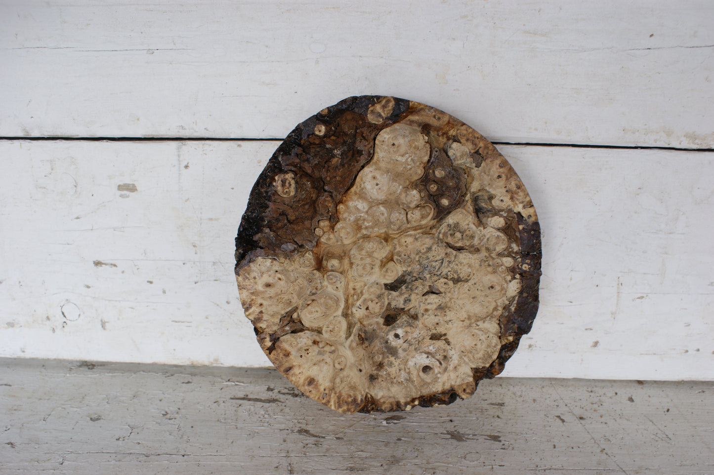 Burr Horse Chestnut wood turning blank 10 W x 1 3/4 D Inches (417)