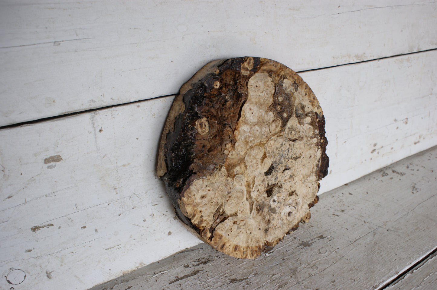 Burr Horse Chestnut wood turning blank 10 W x 1 3/4 D Inches (417)