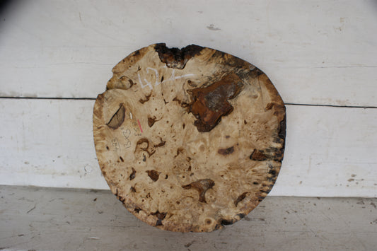 Burr Horse Chestnut wood turning blank 13 W x 3 D Inches (422)