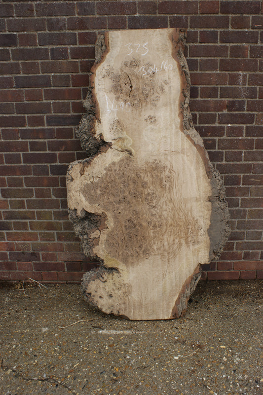 Brown Burr Oak Slab, Kiln Dried 1650 L x 940-410 W x 52 D mm   (375)