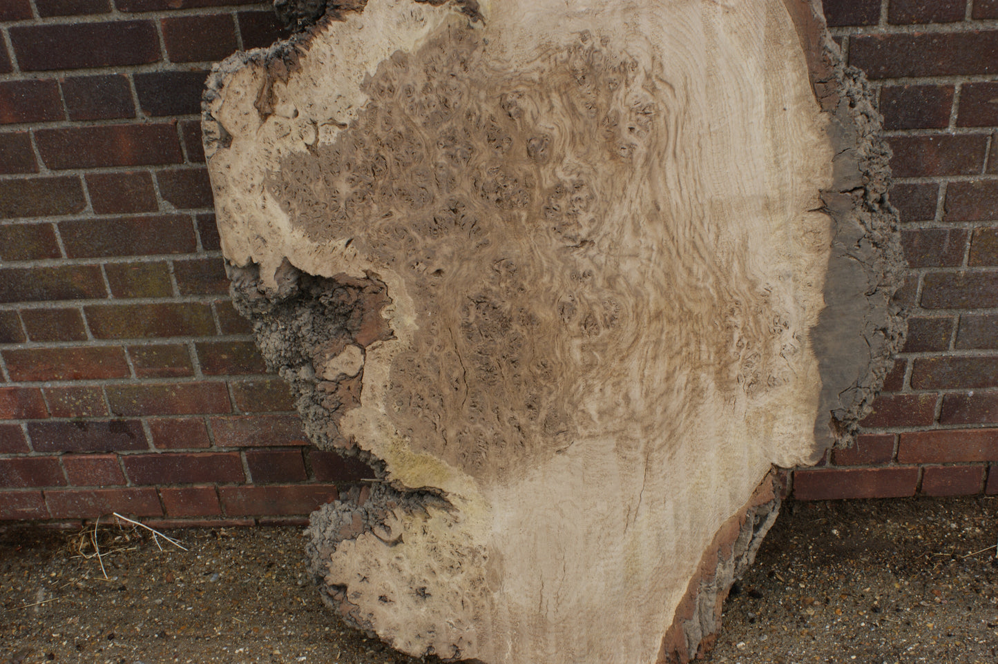 Brown Burr Oak Slab, Kiln Dried 1650 L x 940-410 W x 52 D mm   (375)