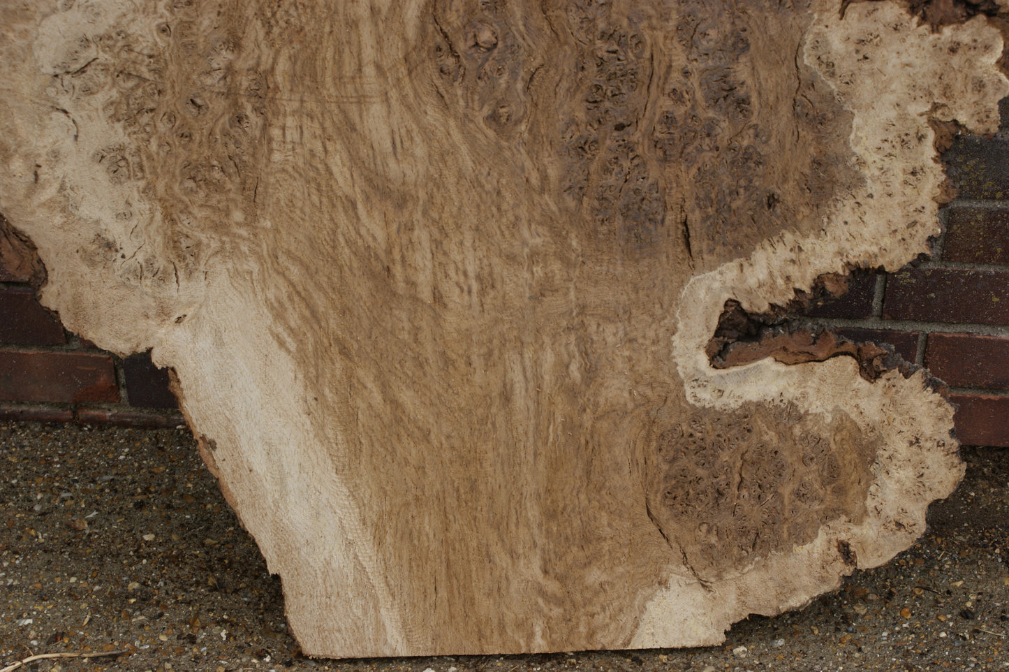 Brown Burr Oak Slab, Kiln Dried 1650 L x 940-410 W x 52 D mm   (375)