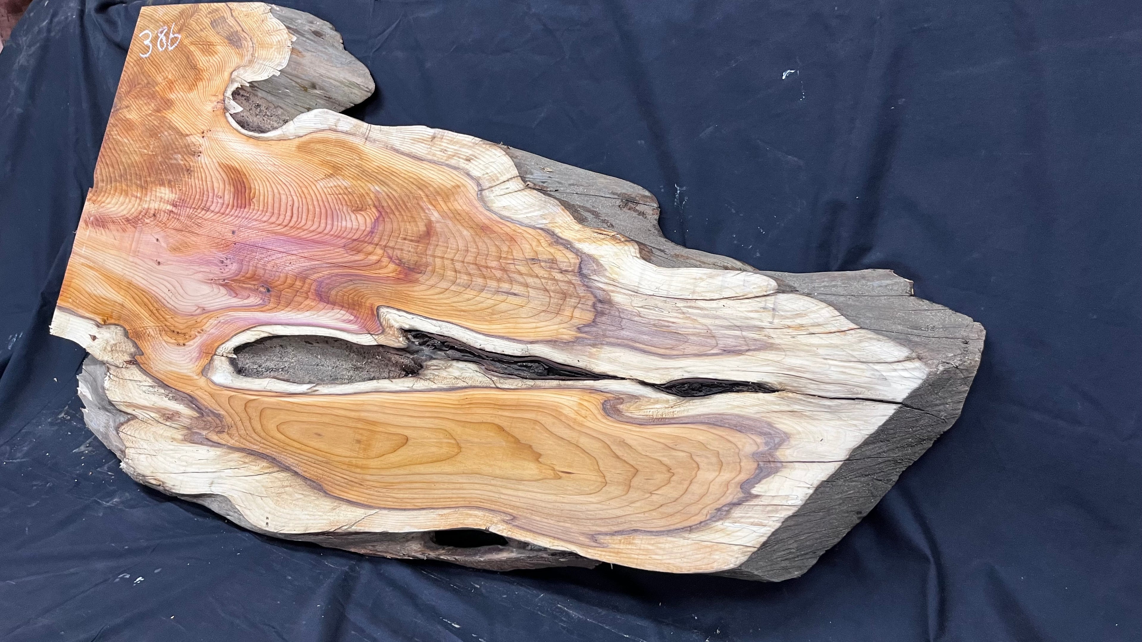 Hardwood yew, coffee table, slab, board, shelf 1126 L x 610 W x 46 D mm    (386)