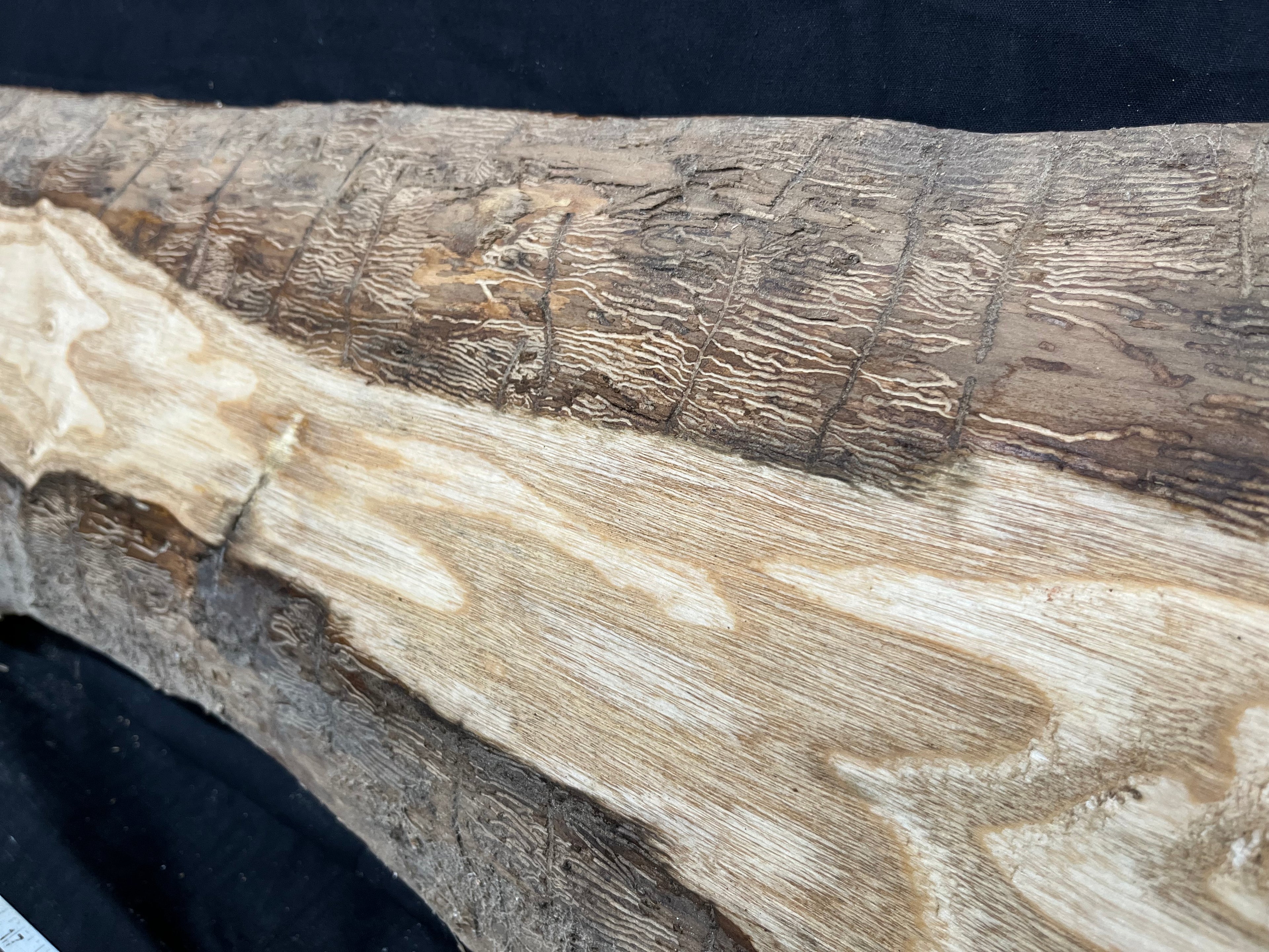 Ash hardwood window sill, plank 970 L x 284 W x 30 D mm     (276)