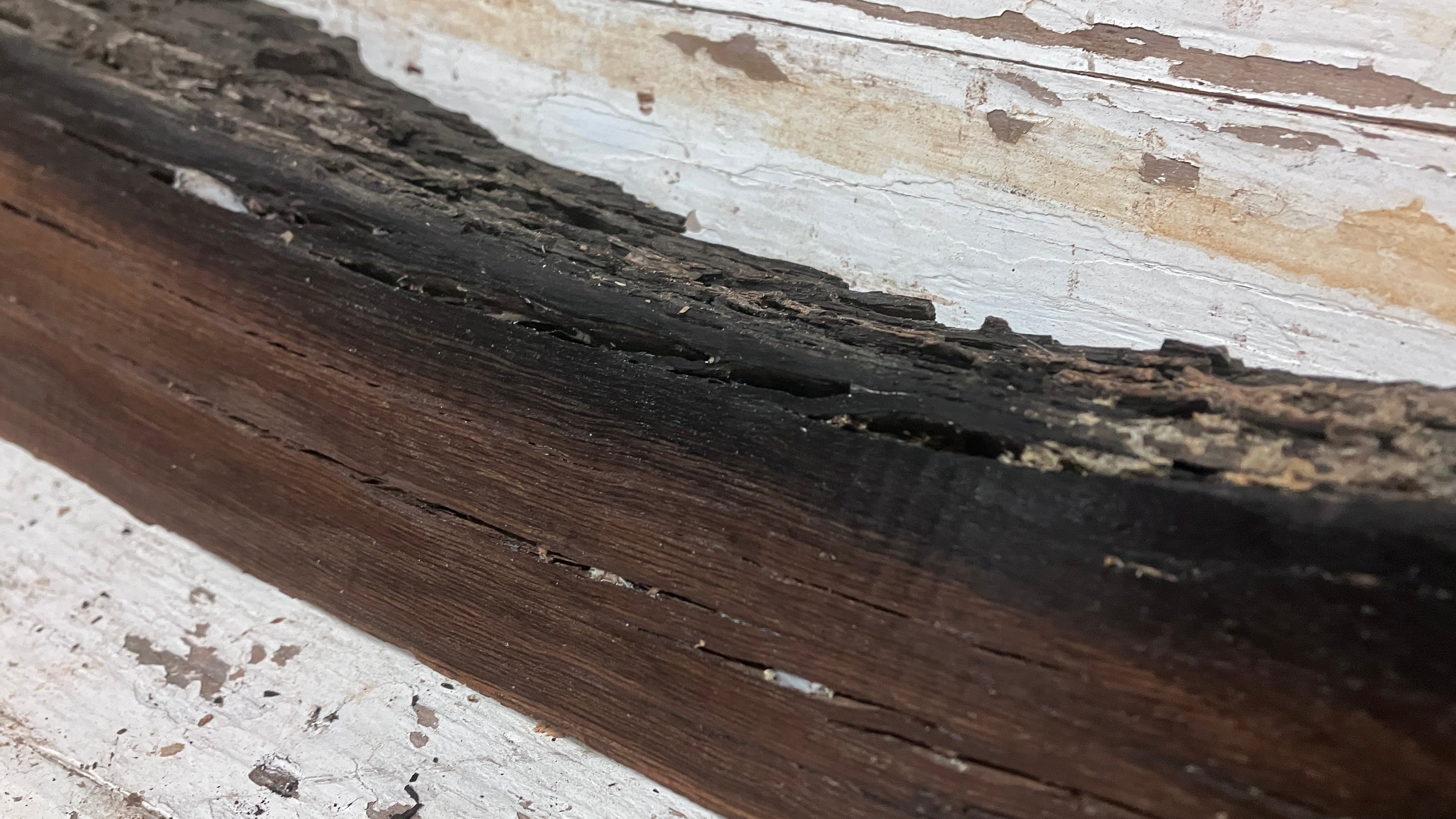 BOG OAK DRY RUSTIC HARDWOOD 735 L x 290 W x 50 D mm (206)