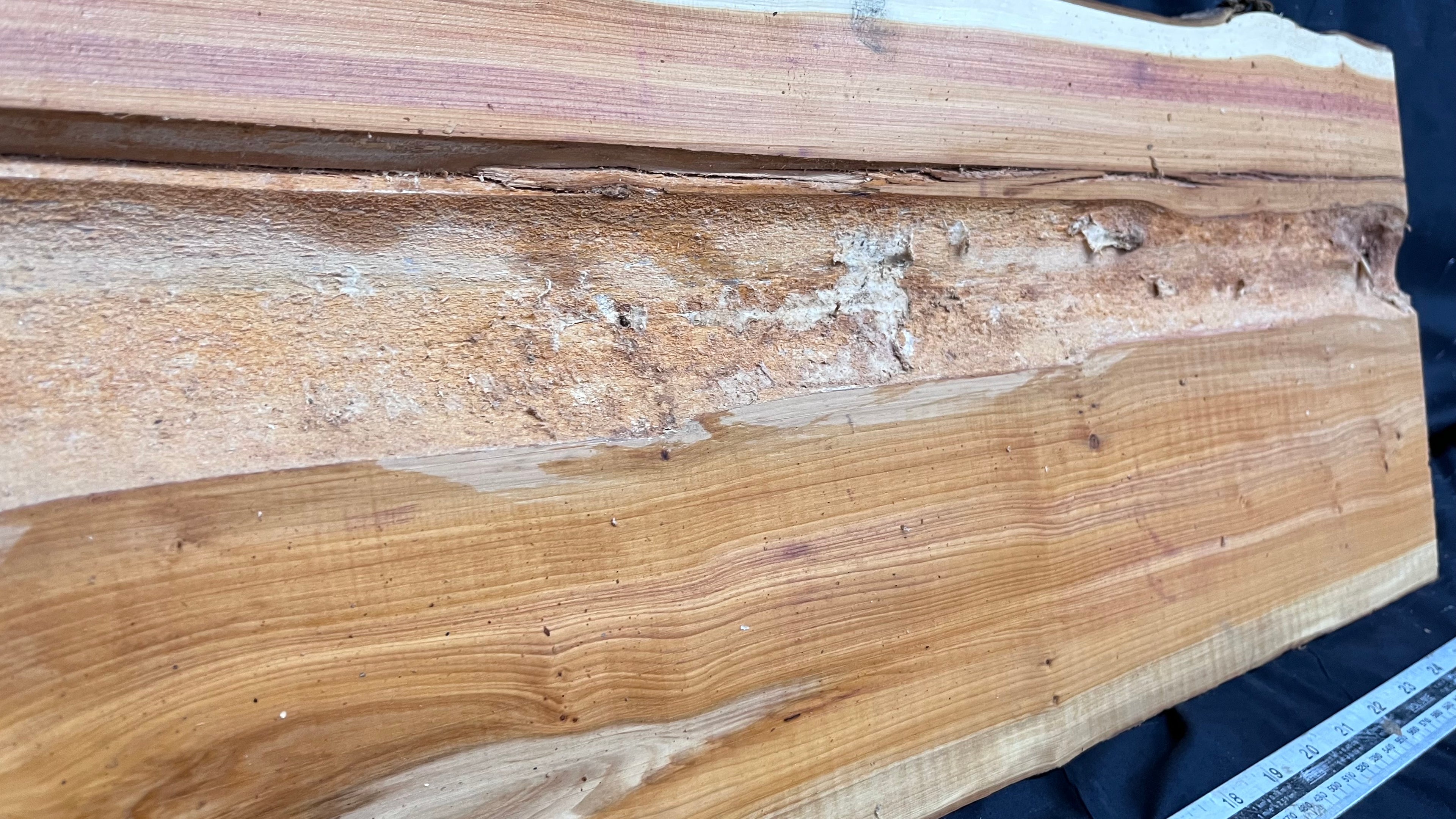 Hardwood yew, slab, board 670 L x 303 W x 43 D mm    (306)