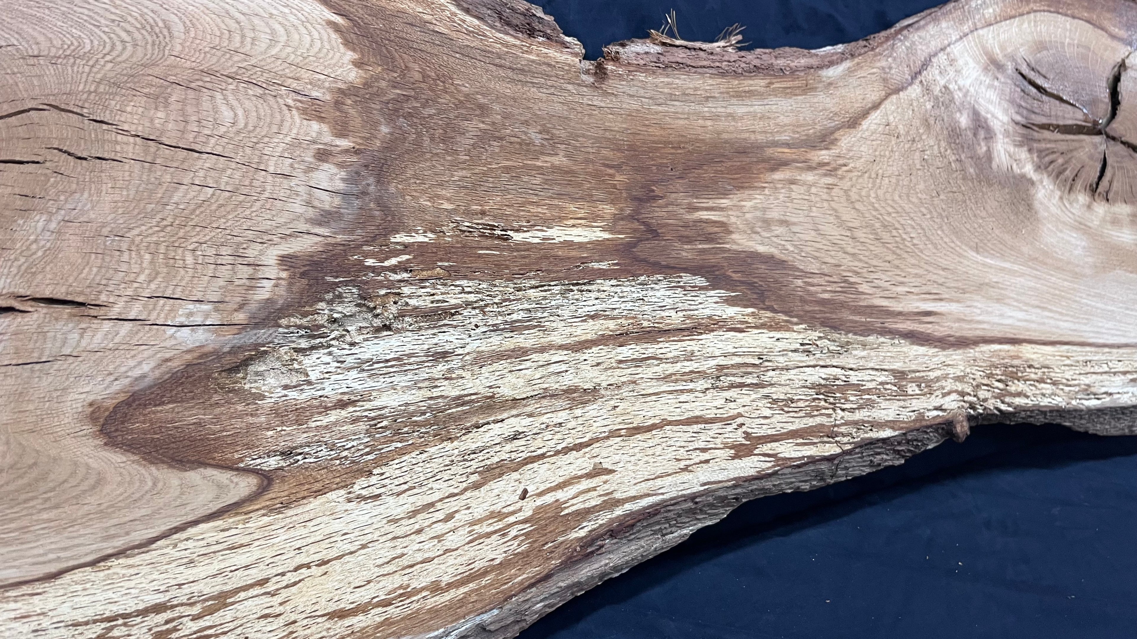 Oak resin project coffee table top 1578 L x 506 W x 22 D mm      (488mf)