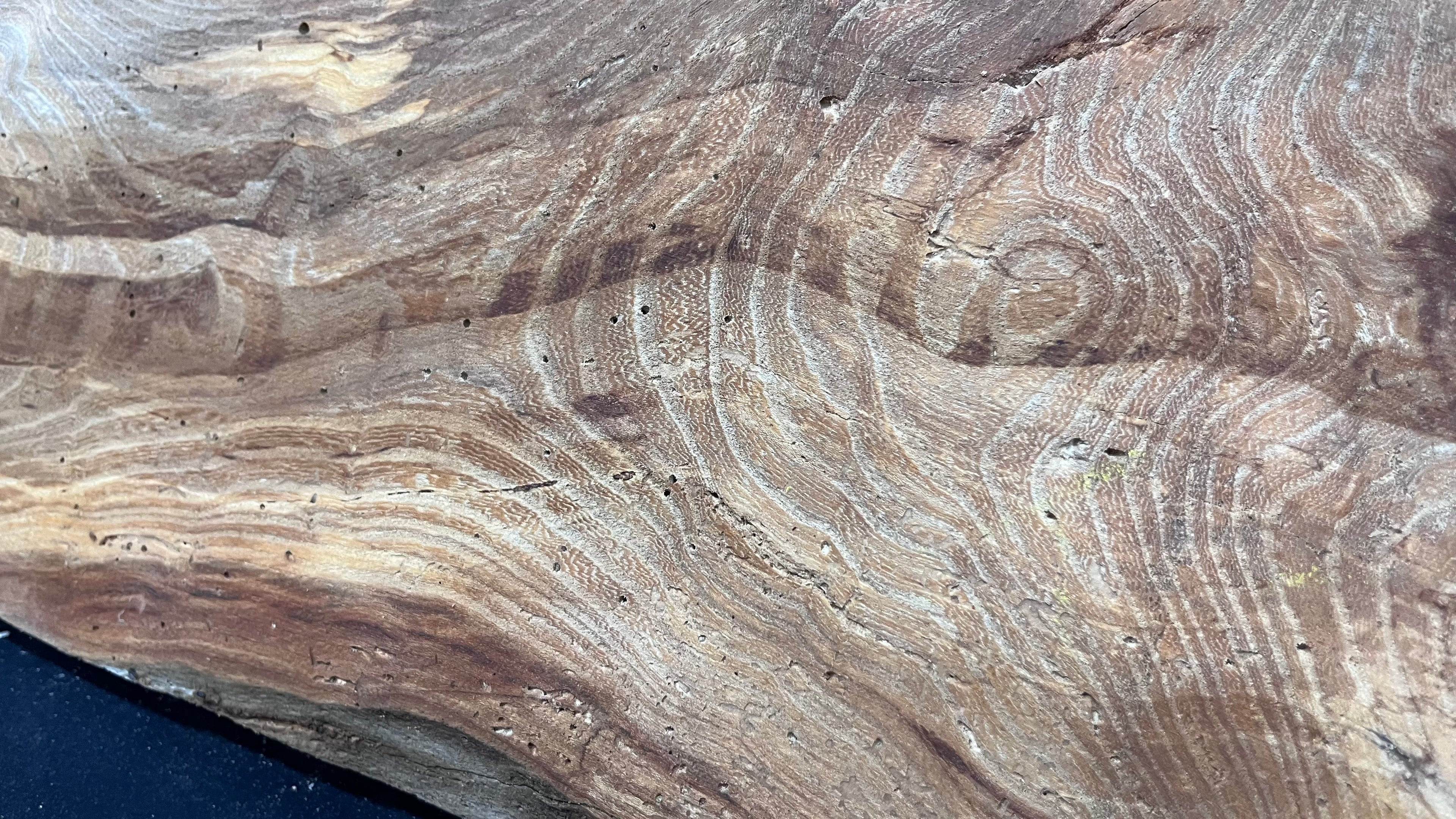 Elm reclaimed, plank, 1054 L x 239 W x 48 D mm    (512)