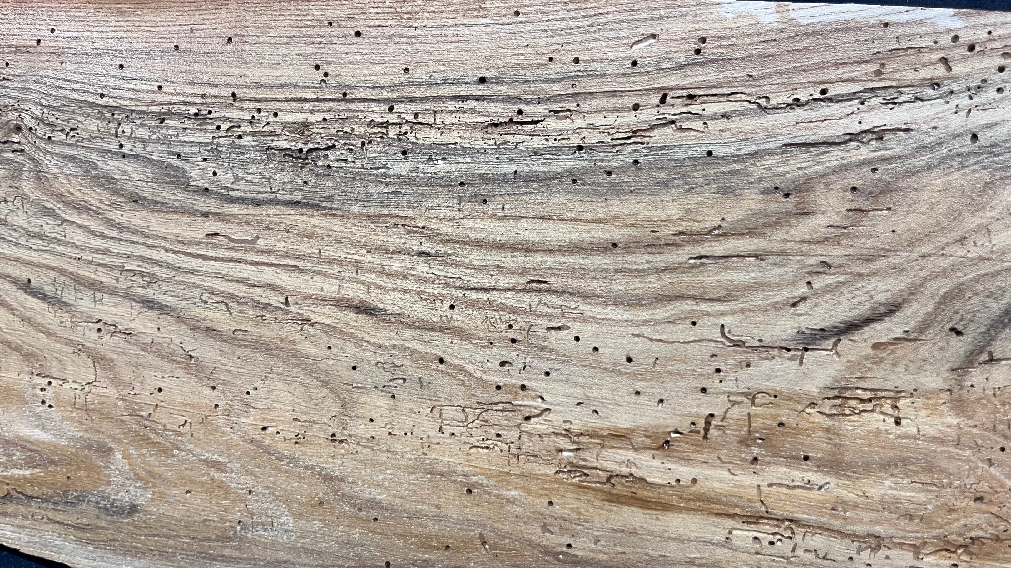 Elm reclaimed, plank, 1633 L x 238 W x 39 D mm    (mt516)