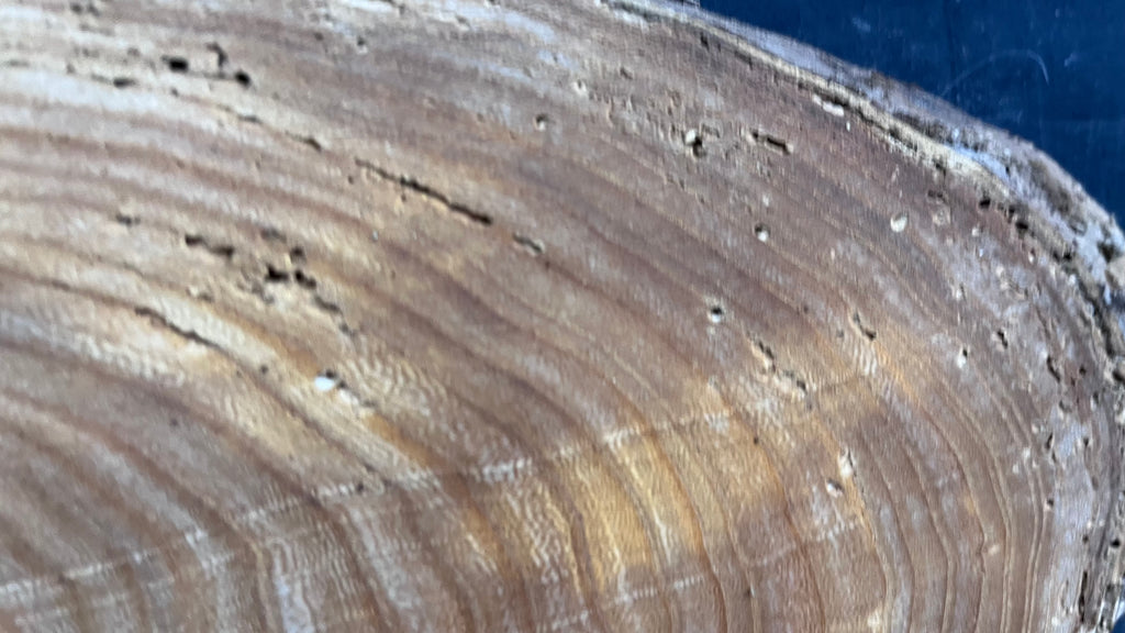 Elm reclaimed, plaque, 444 L x 215 W x 29 D mm    (mt541)