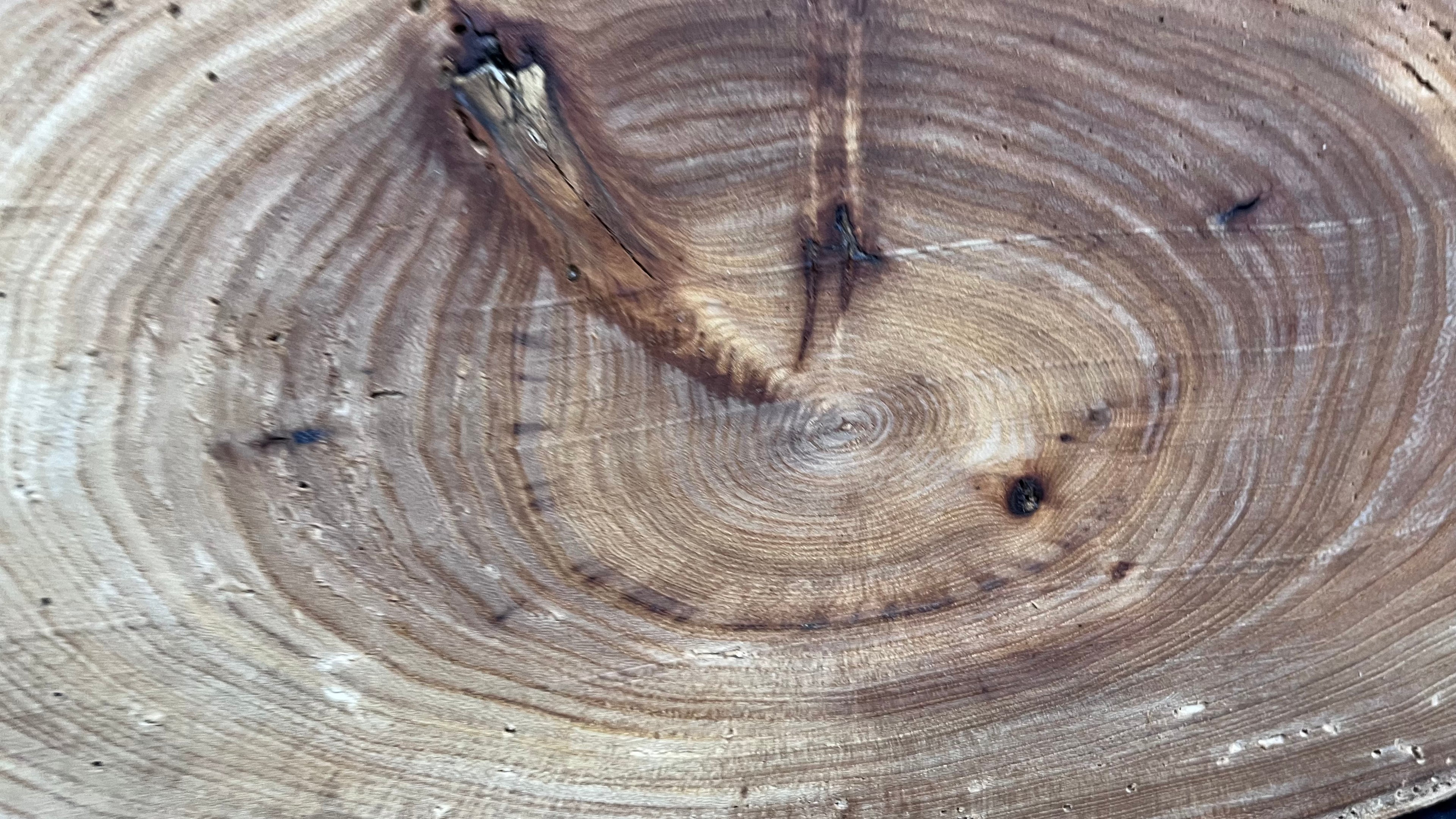 Elm reclaimed, plaque, 444 L x 215 W x 29 D mm    (mt541)