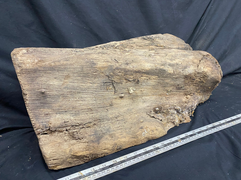 Hardwood mulberry, block dry 535 L x 215 W x 176 D mm          (342)