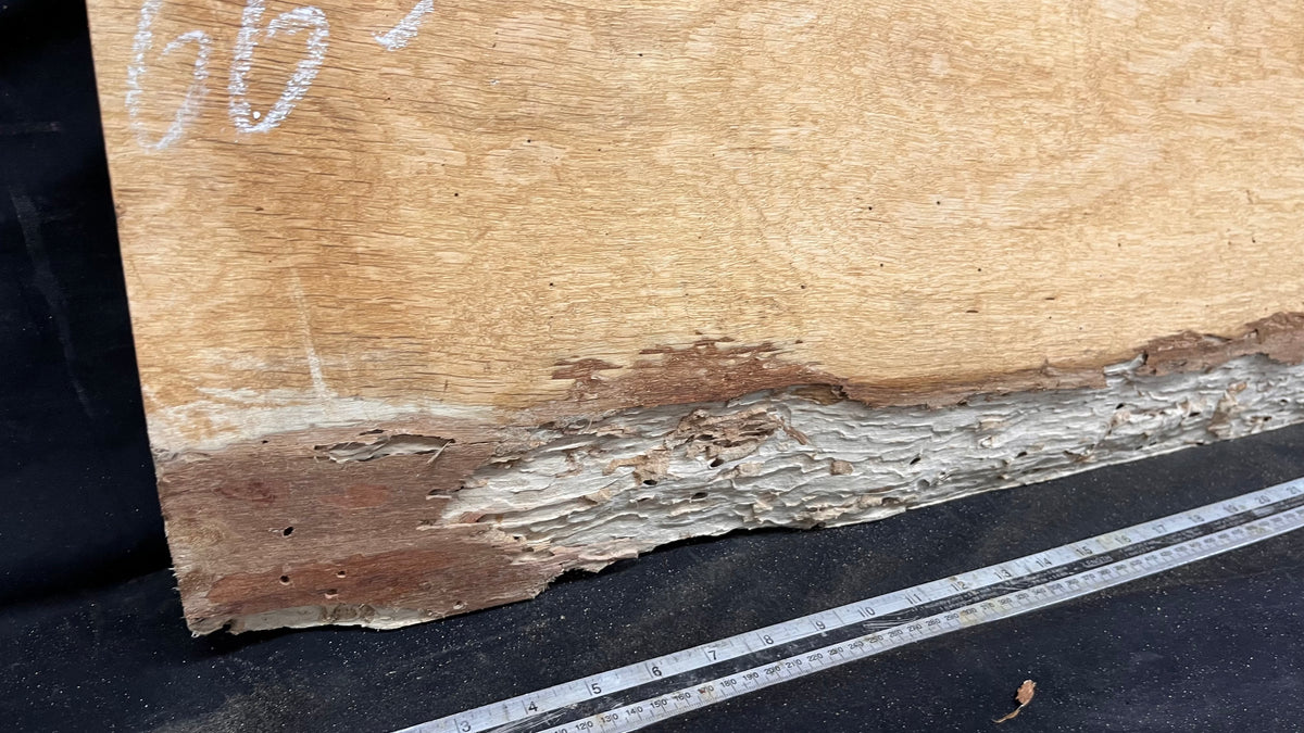 Oak hardwood coffee table top 1123 L x 499 W x 55 D mm     (mf663)