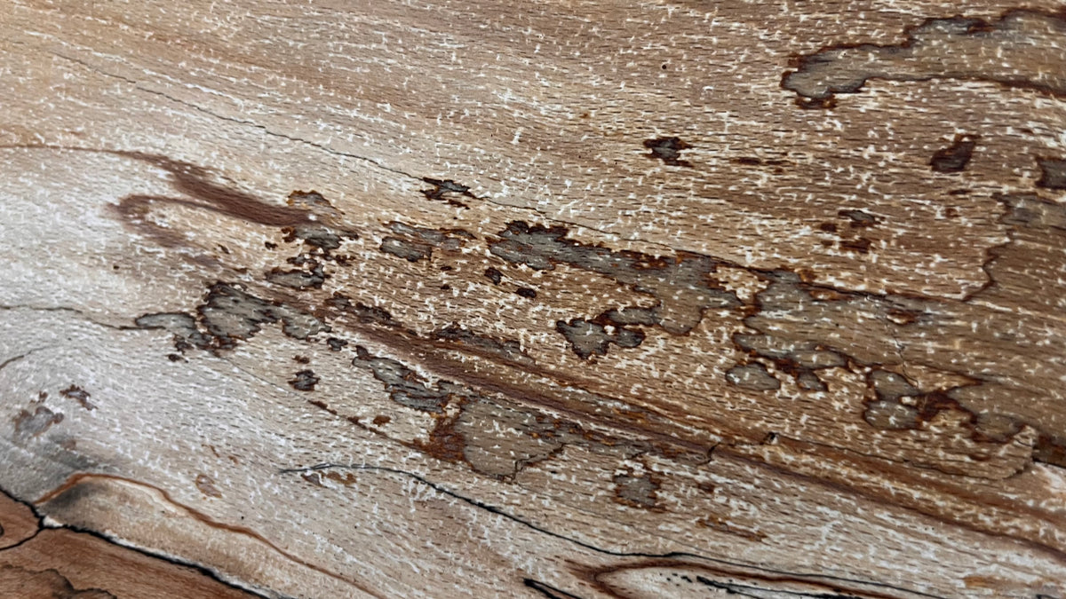 Spalted beech resin blank slab 750 L x 287 W x 48 D mm    (669)