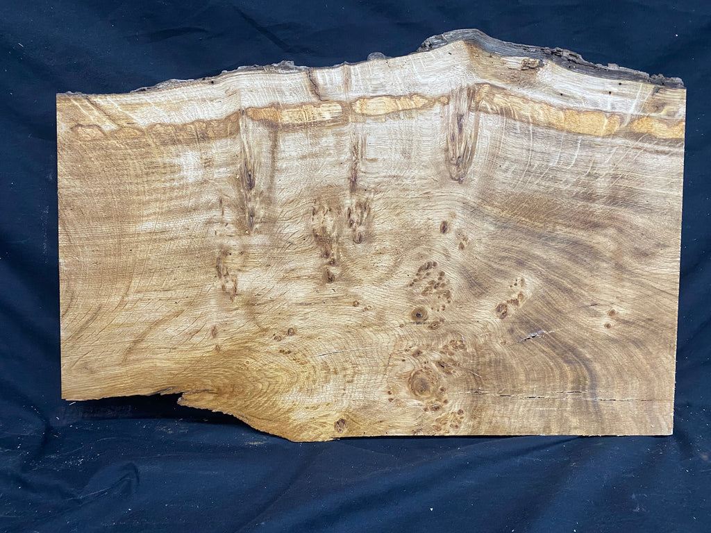 Solid oak plank, shelf, board 574 L x 376 W x 23 D mm      (mf345)