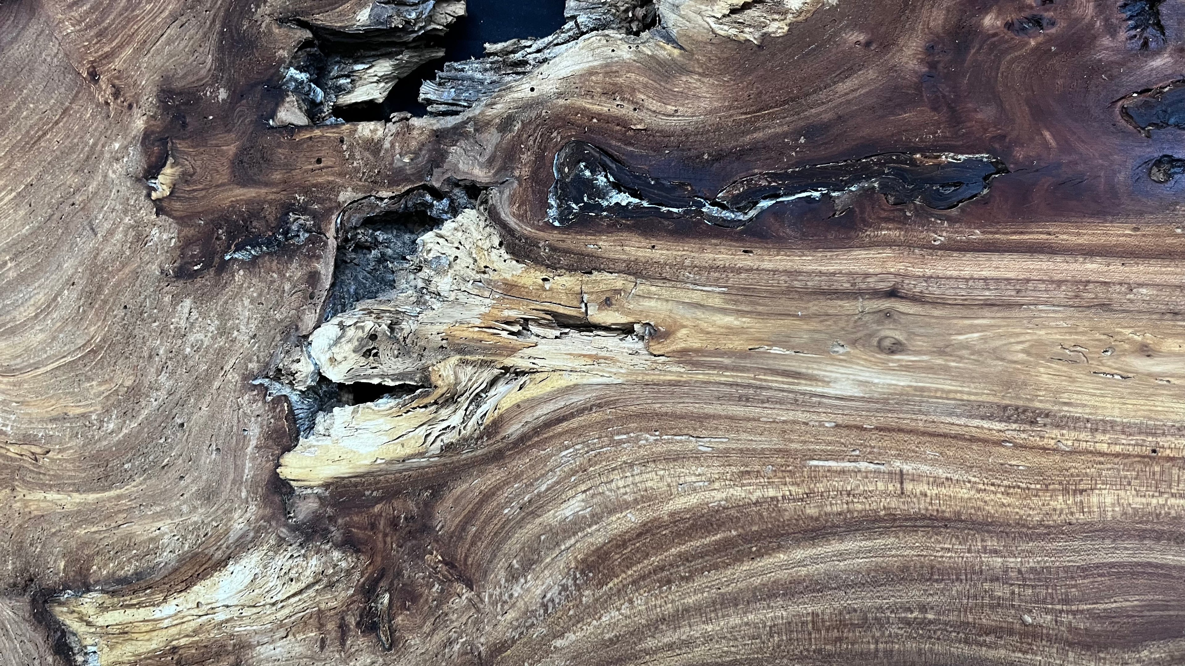 Burr elm rustic table top, 1180 L x 570 W x 35 D mm    (mt567)