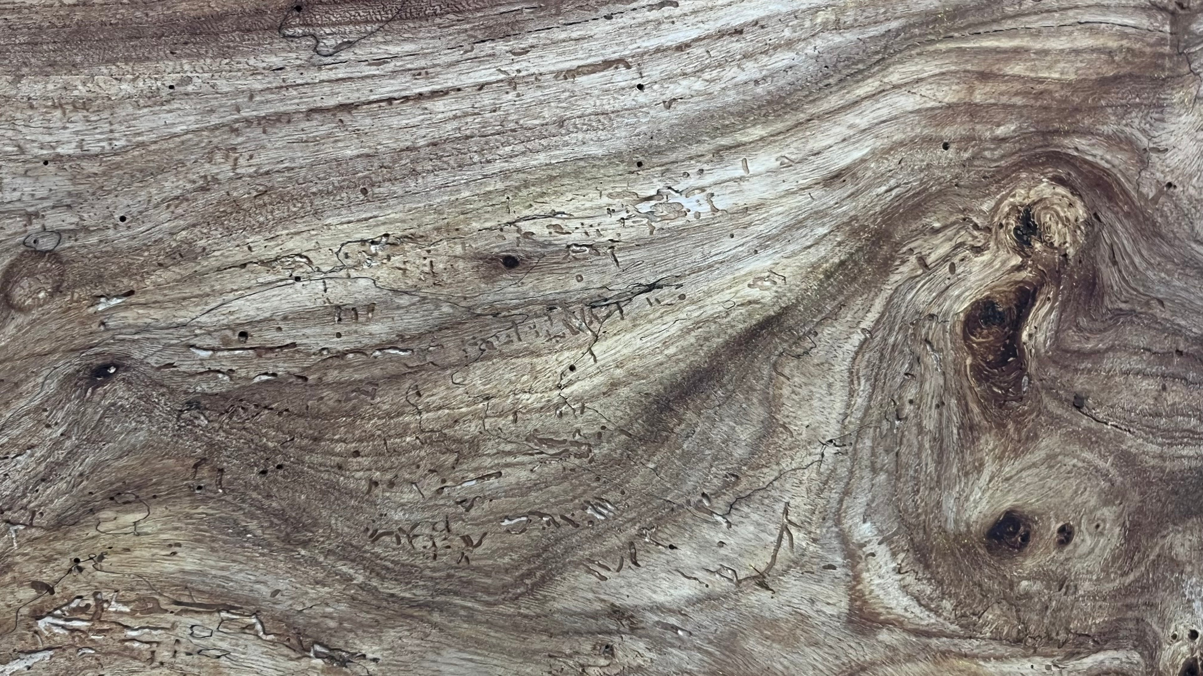 Burr elm rustic table top, 1167 L x 485 W x 45 D mm    (mt572)