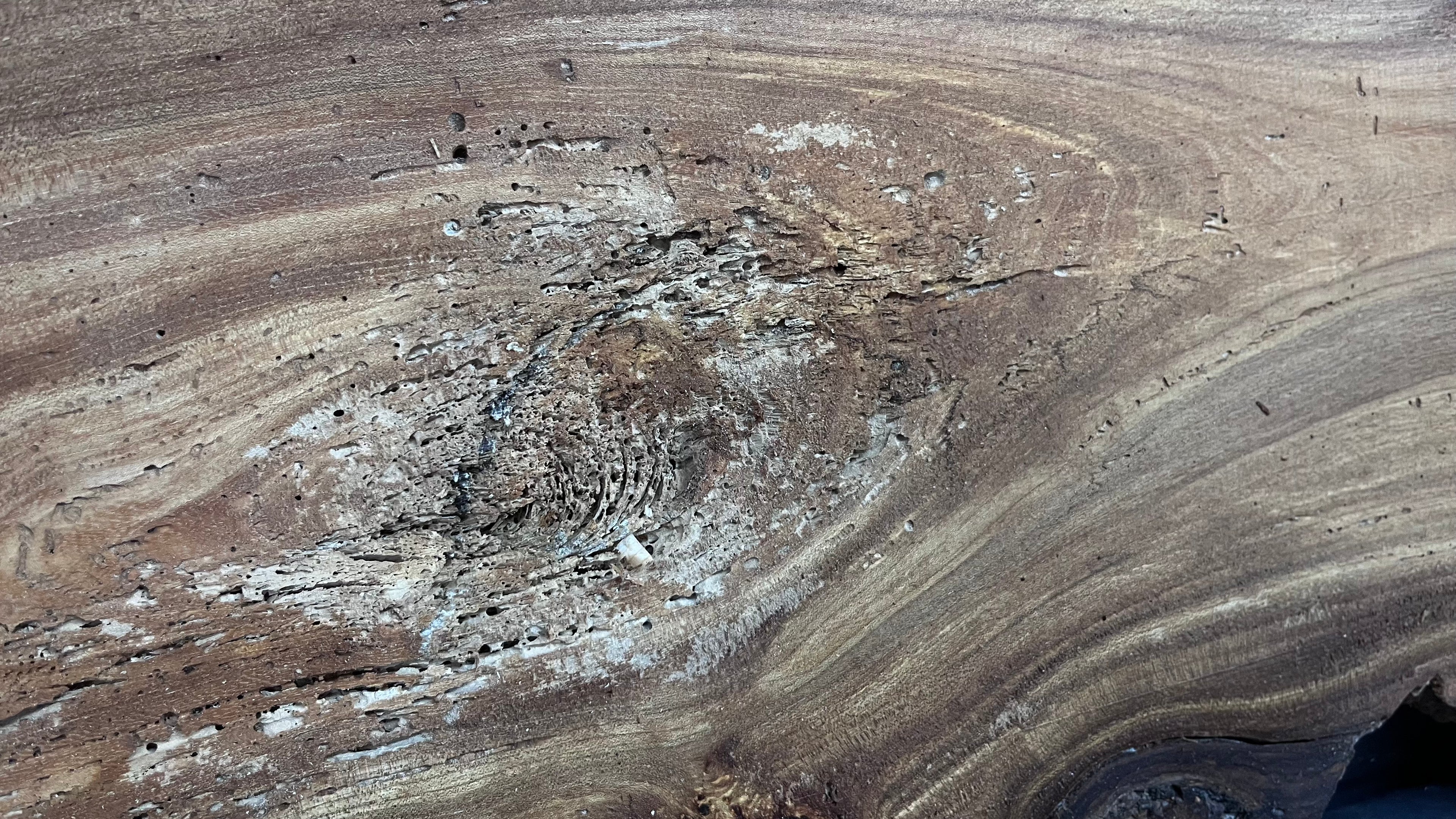 Burr elm rustic table top, 1600 L x 514 W x 25 D mm    (mt574)