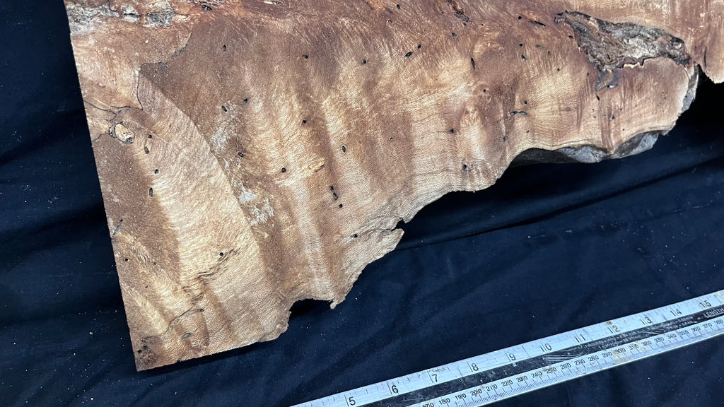 Hardwood plank, shelf, craft, spalted sycamore, wood 824 L x 280 W x 49 D mm  (582)