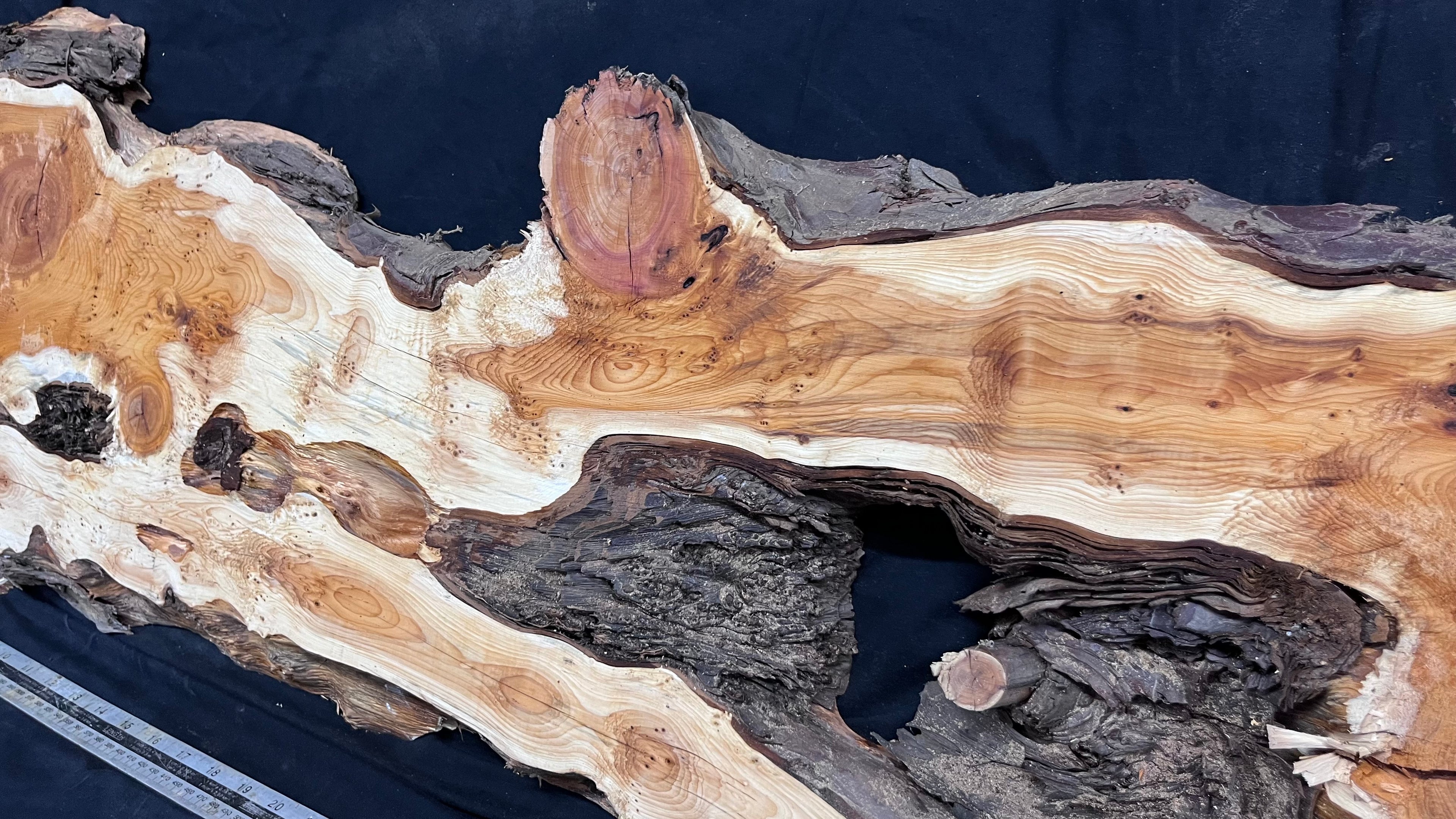 Pippy Yew resin coffee table top, slab, board, 1477 L x 388 W x  43 D mm    (602)