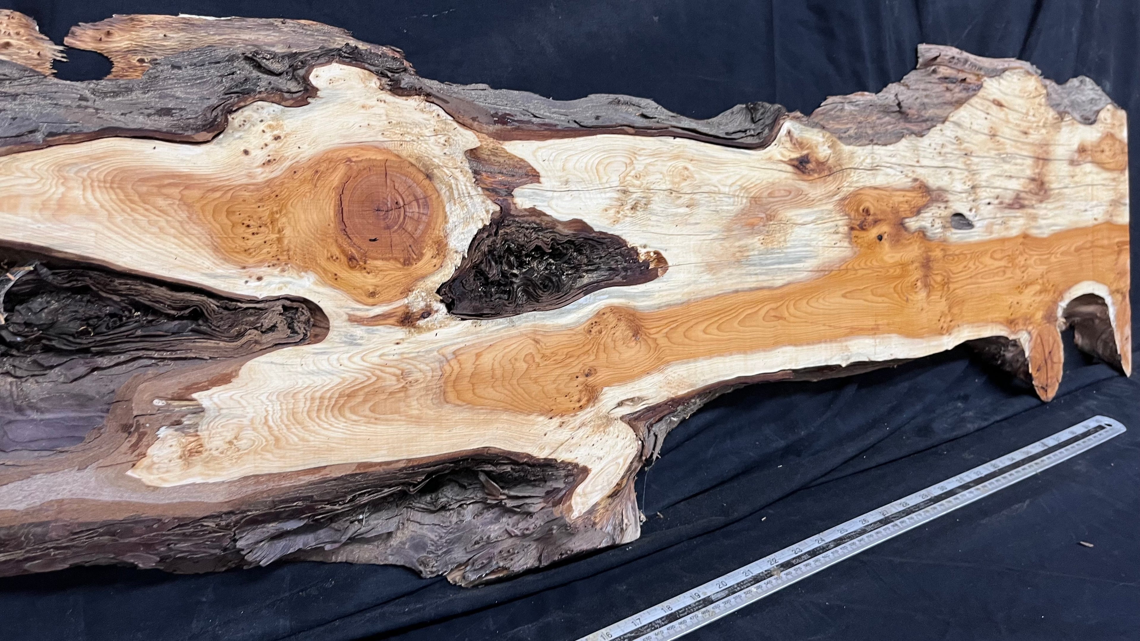 Pippy Yew coffee table top, hardwood, slab, board, 1257 L x 345 W x 43 D mm    (603)