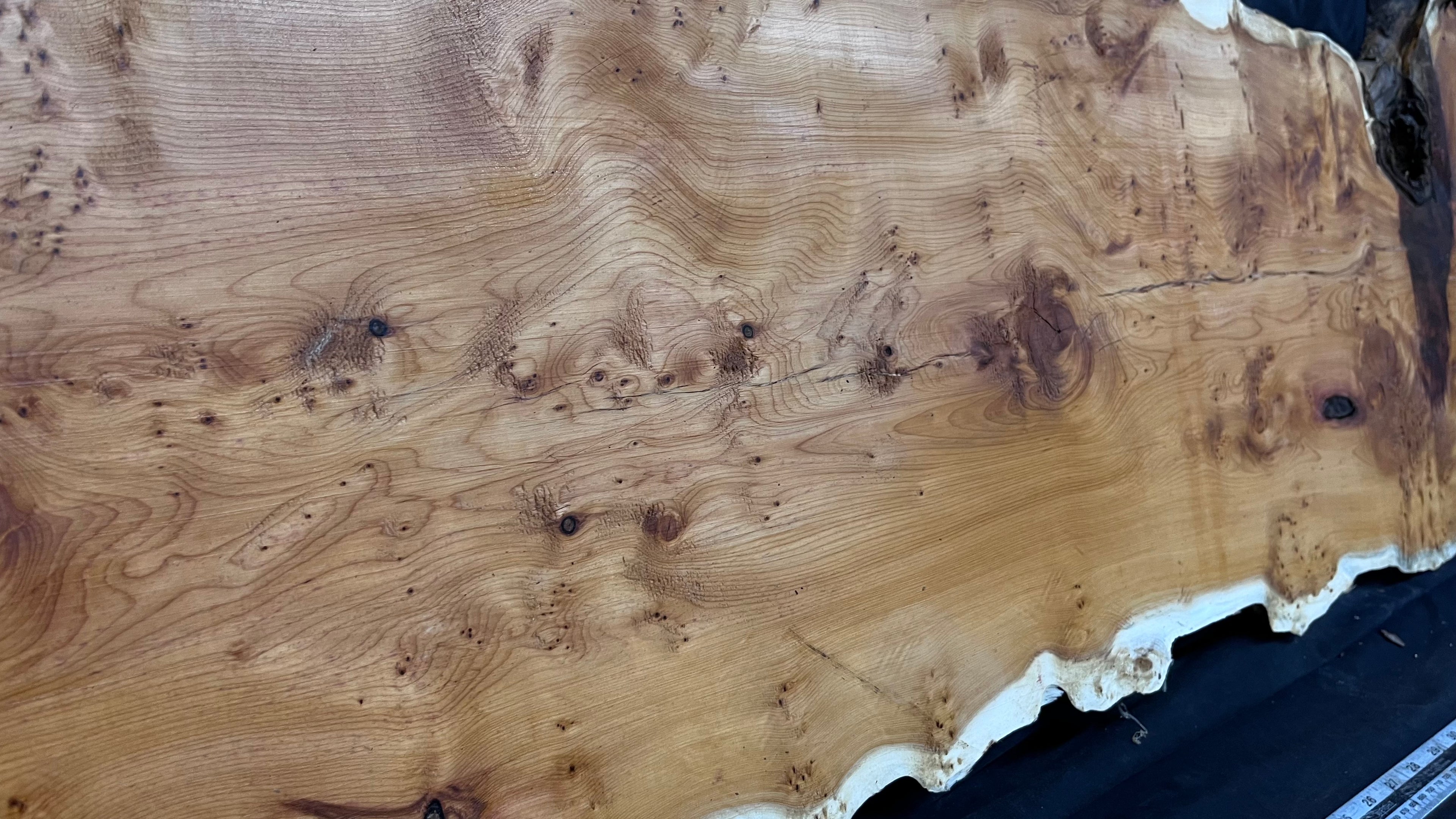Pippy Yew coffee table top, hardwood, slab, board, 1433 L x 483 W x 42 D mm    (608)