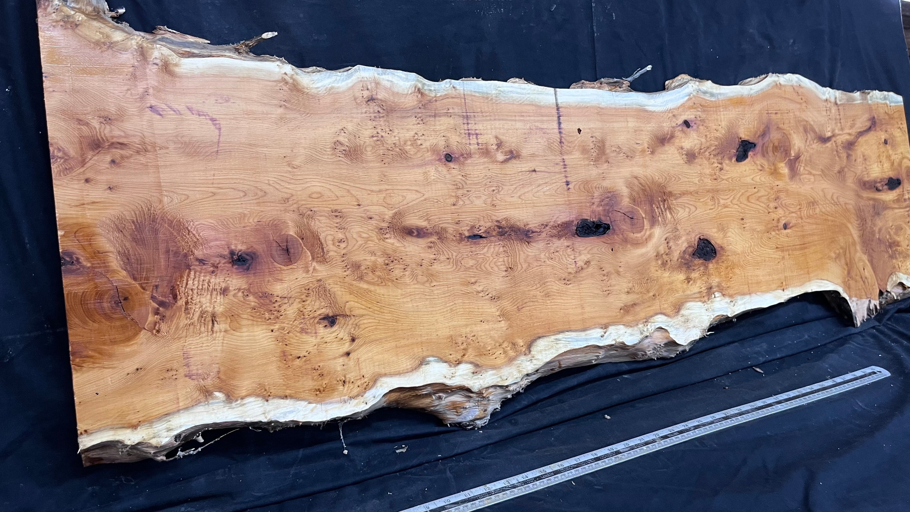 Pippy Yew coffee table top, hardwood, slab, board, 1433 L x 483 W x 42 D mm    (608)