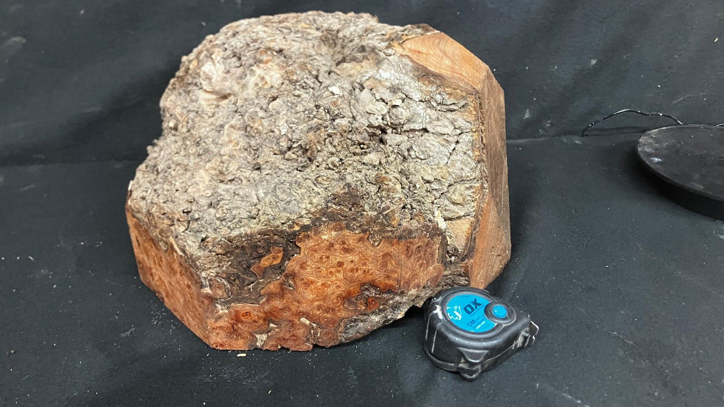 Large Dry Elm Burr 12" x 9"      (919)