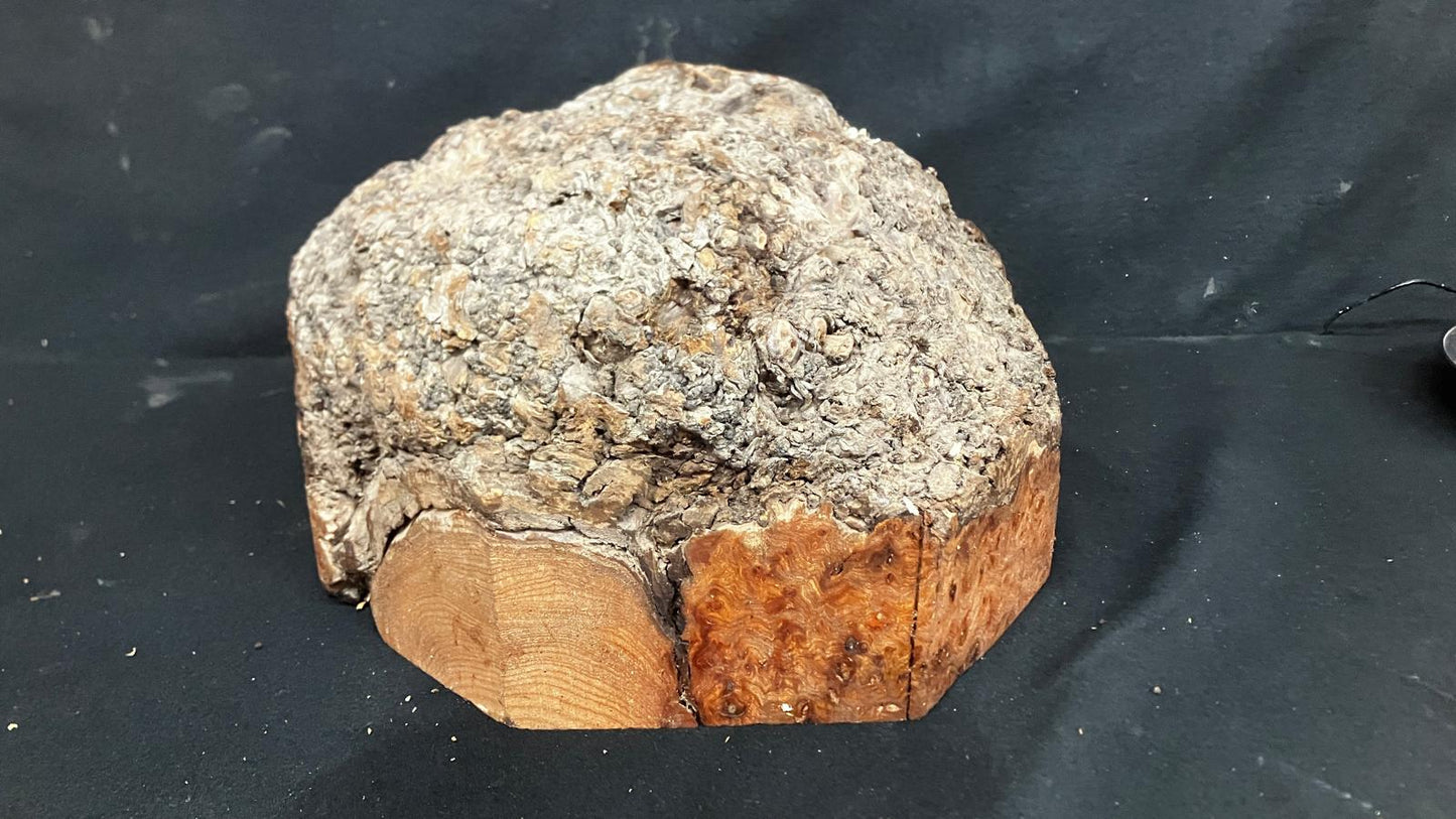 Large Dry Elm Burr 12" x 9"      (919)