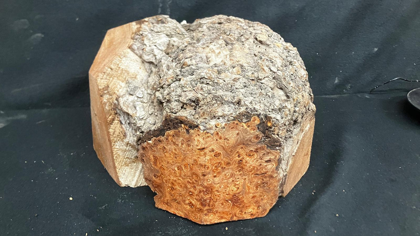 Large Dry Elm Burr 12" x 9"      (919)