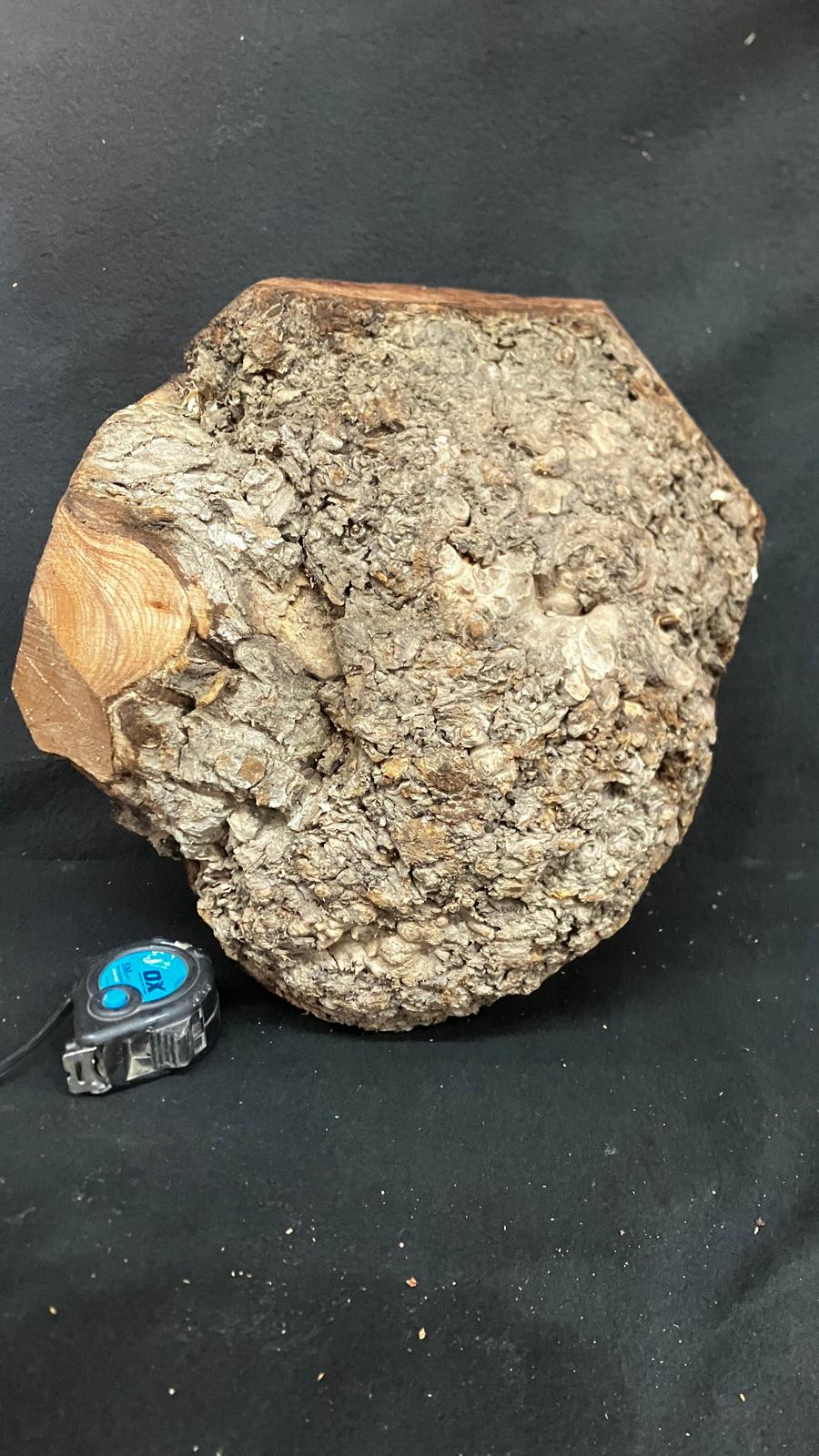 Large Dry Elm Burr 12" x 9"      (919)