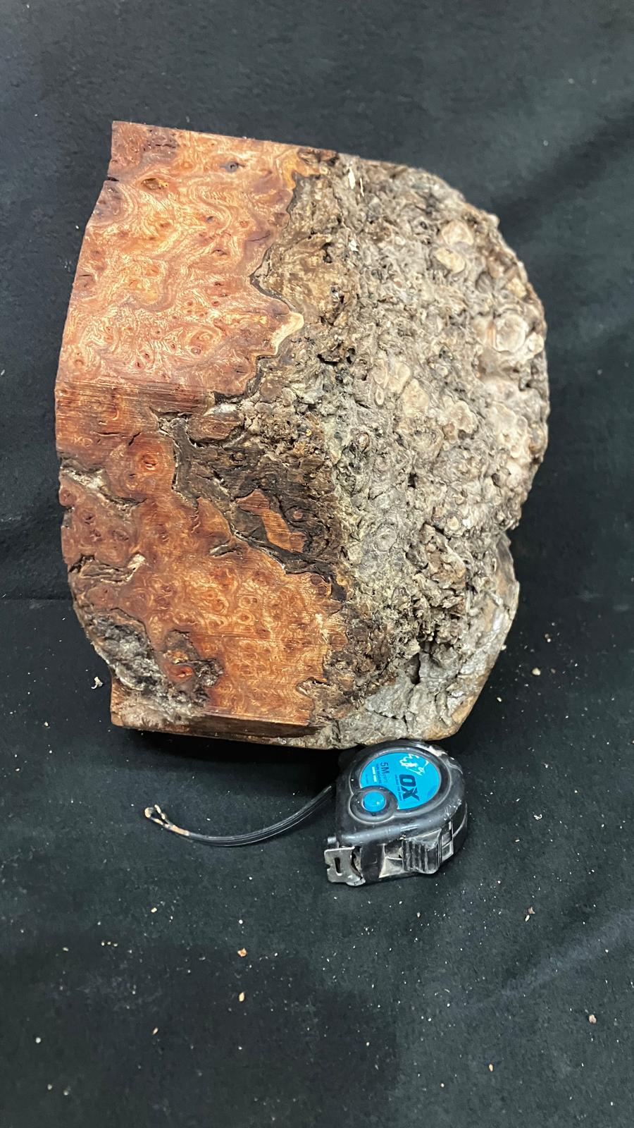 Large Dry Elm Burr 12" x 9"      (919)